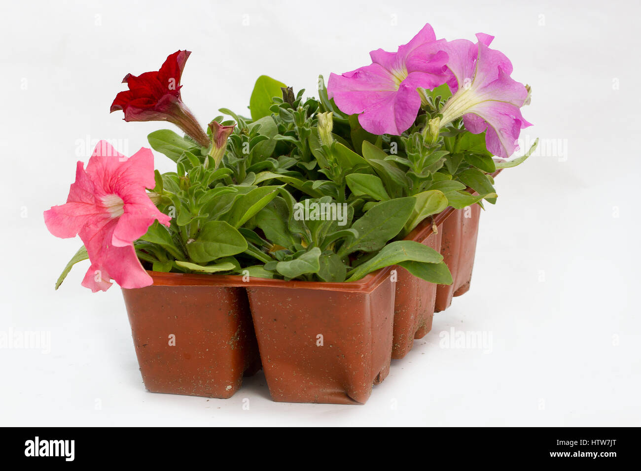 Jumbo 6 Stück der bunten jährliche Blumen für das Verpflanzen auf einem weißen Hintergrund. Stockfoto