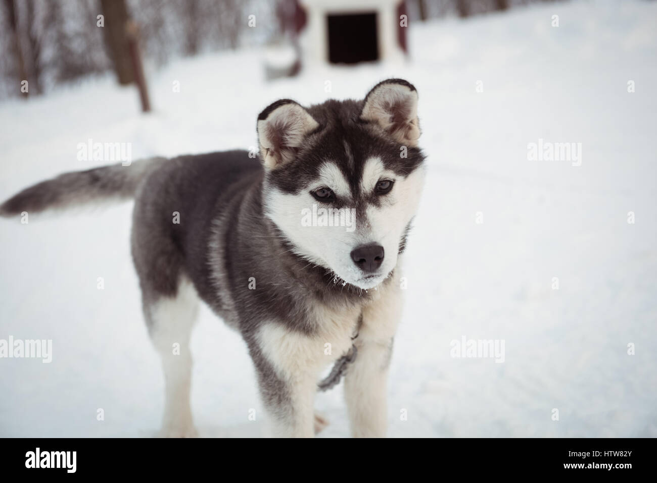 Sibirischer Hund wartet auf Schnee Stockfoto