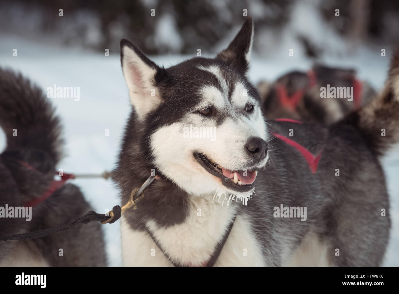 Sibirischer Hund mit Gurt am Hals Stockfoto