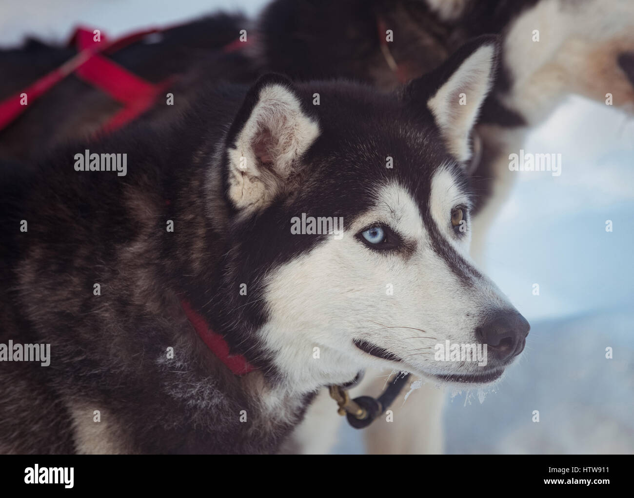 Sibirischer Hund mit Gurt am Hals Stockfoto