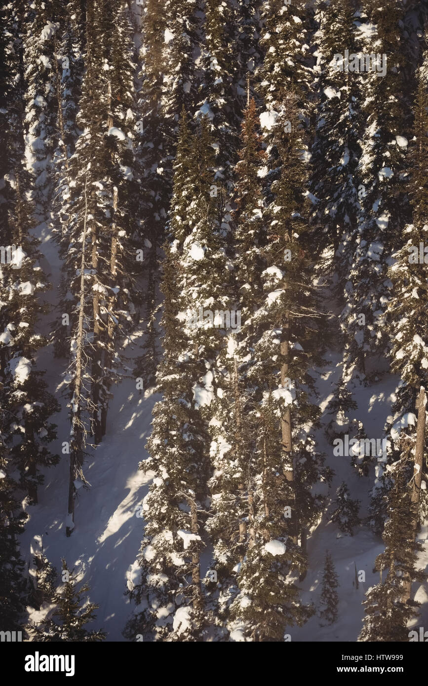 Schneebedeckte Kiefern auf der Alp-Berg Stockfoto