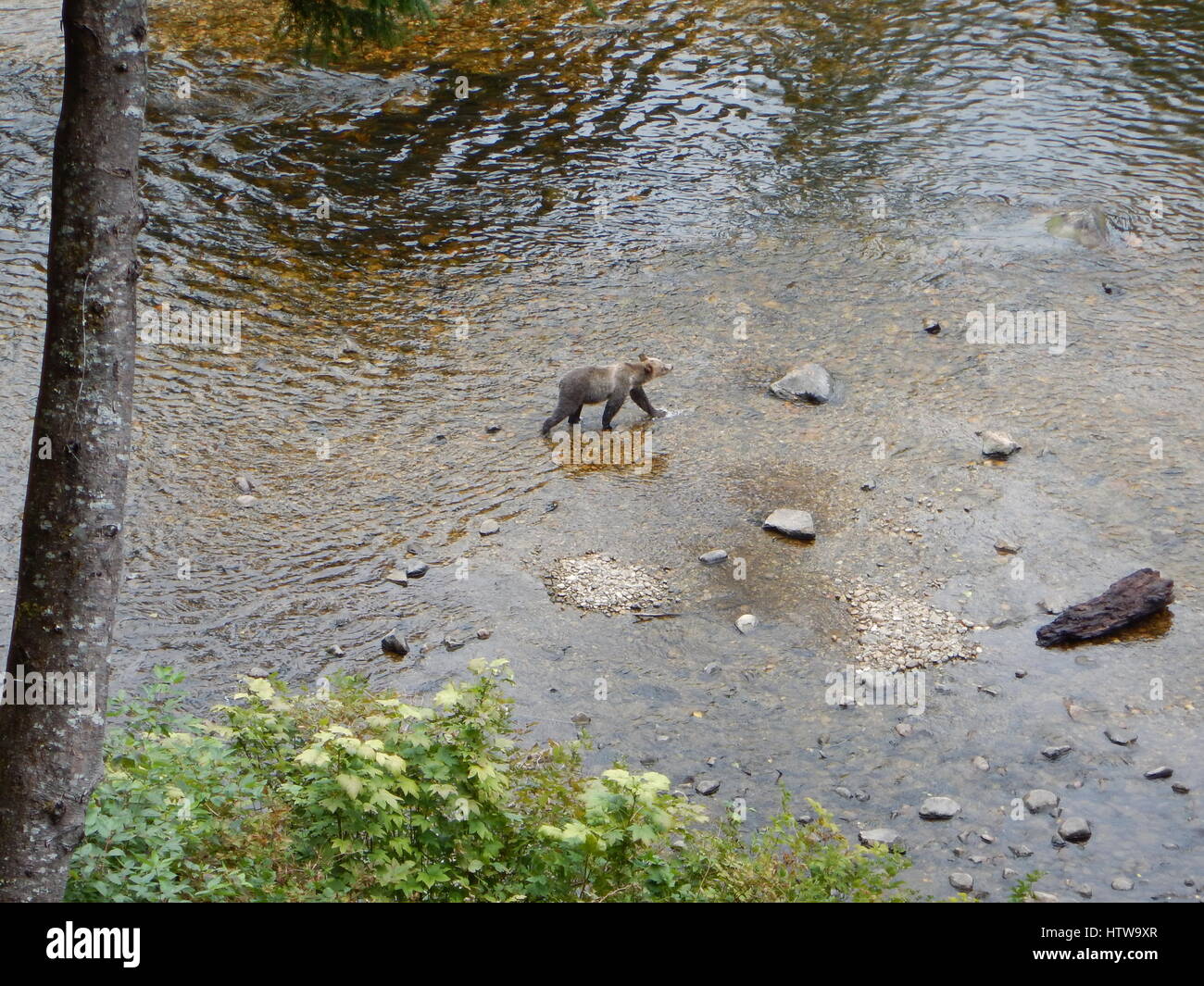 Grizzly Bear walking und Jagd in Fluss Stockfoto