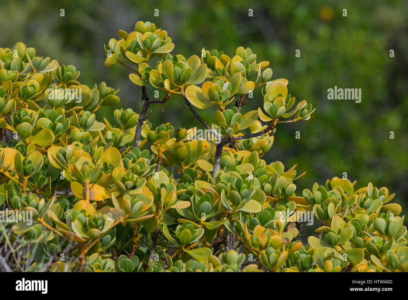Tinte Berry (Scaevola plumieri) Bush, Galapagos, Ecuador. Stockfoto