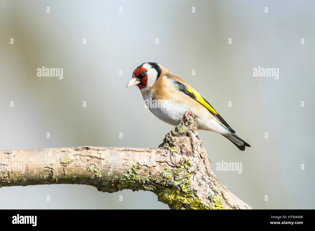 Stieglitz (Zuchtjahr Zuchtjahr) thront auf einem Ast Stockfoto
