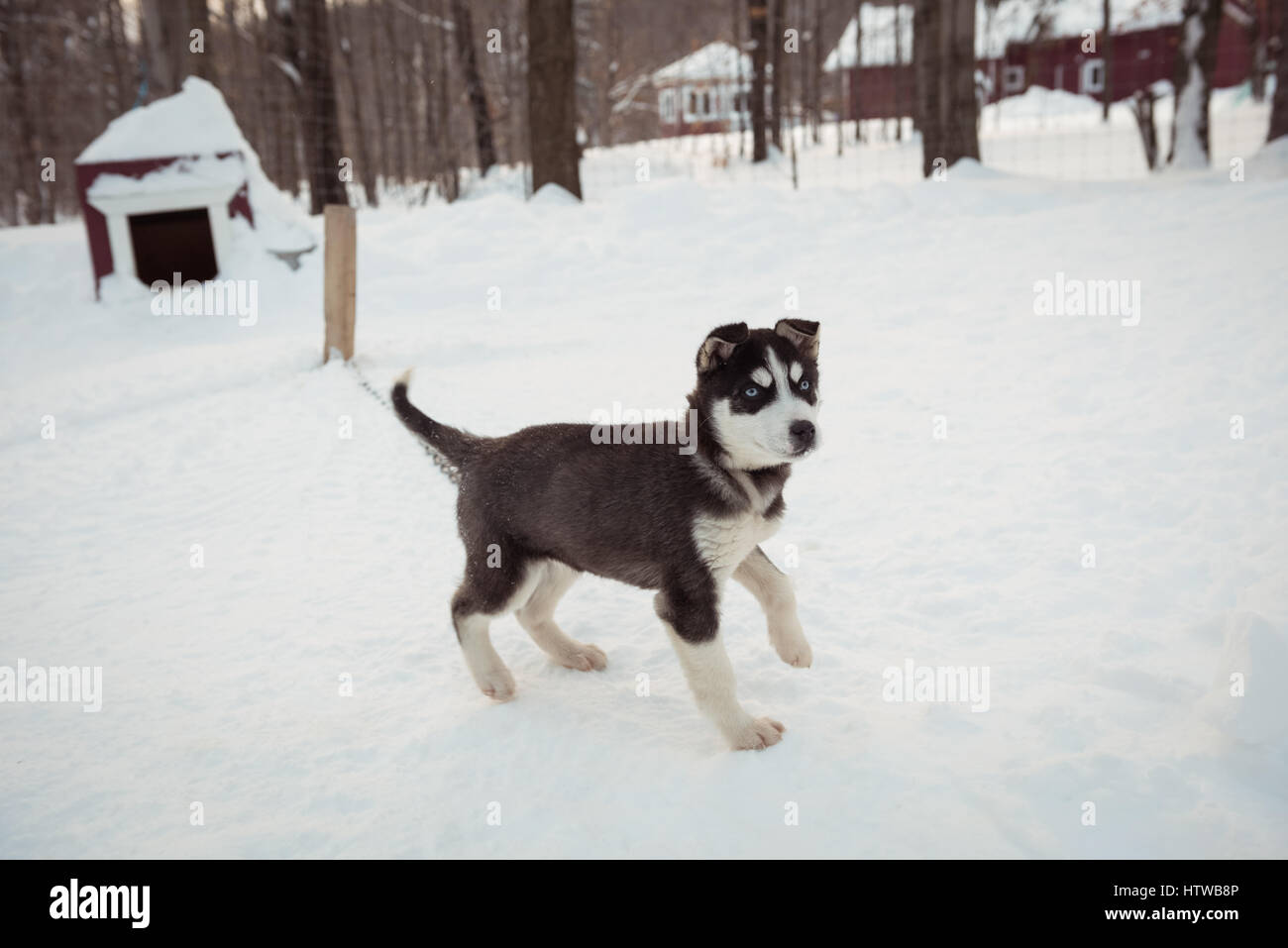 Sibirischer Hund wartet auf Schnee Stockfoto