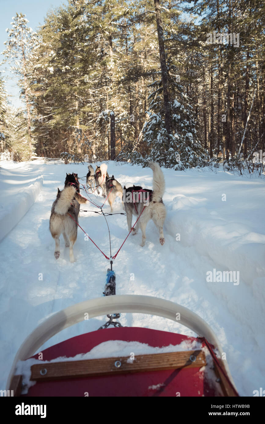 Sibirischer Hund ziehen Schlitten Stockfoto