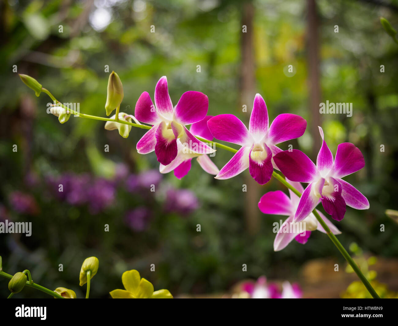 Dendrobium Orchidee in Perdana botanischen Garten, Kuala Lumpur, Malaysia Stockfoto