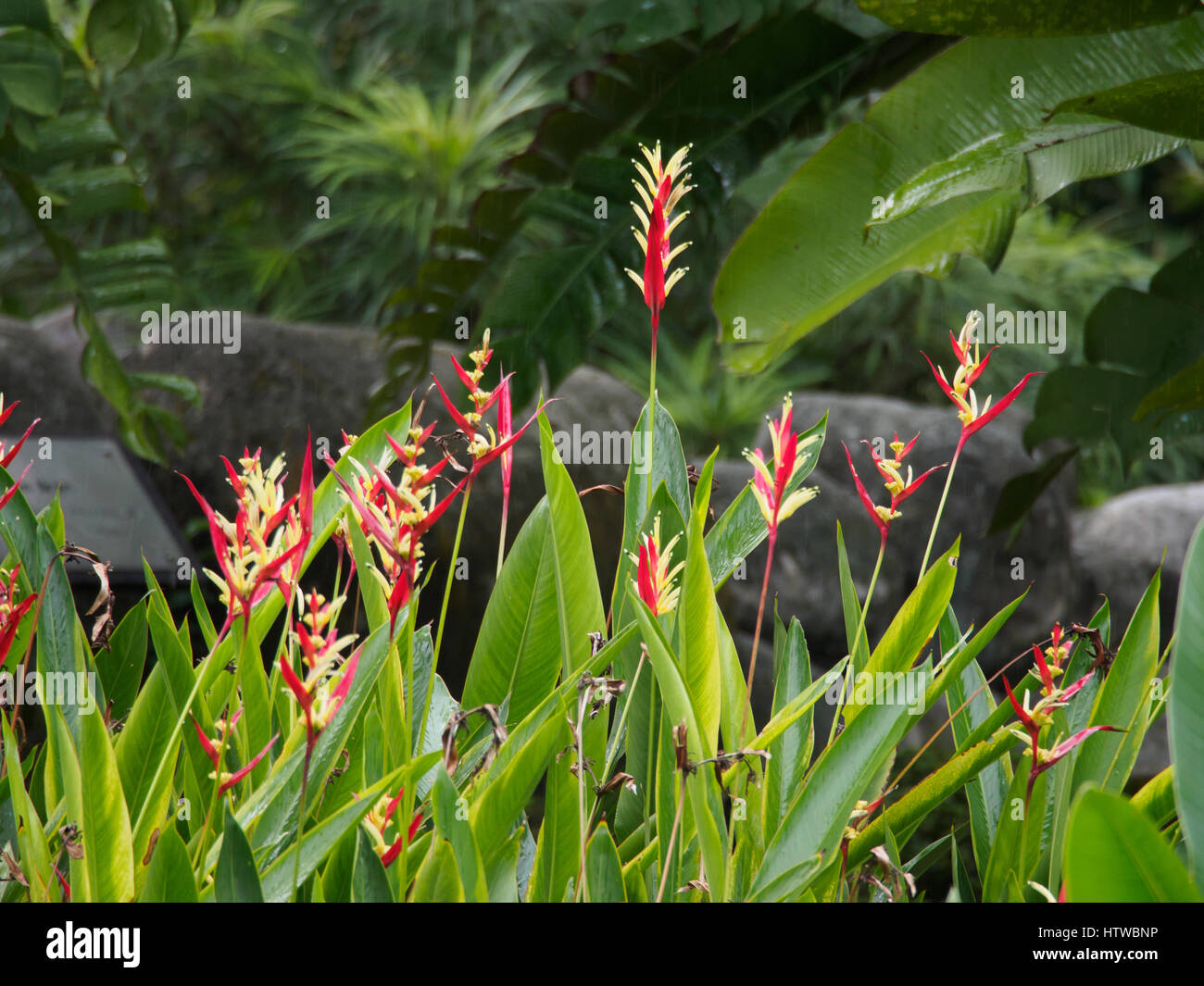 Helikonien in Regen in Perdana Botanischer Garten, Kuala Lumpur, Malaysia Stockfoto