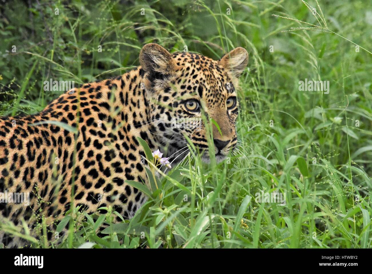 Baby Leopard in der Bürste Südafrika Stockfoto