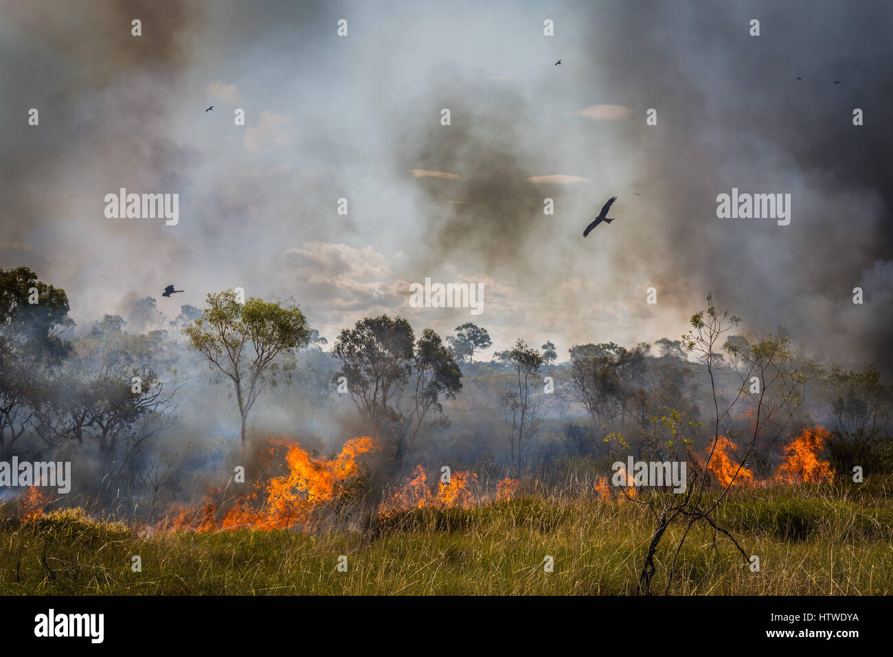 Bush Feuer - Schwarzmilan - Northern Territory, Australien Stockfoto