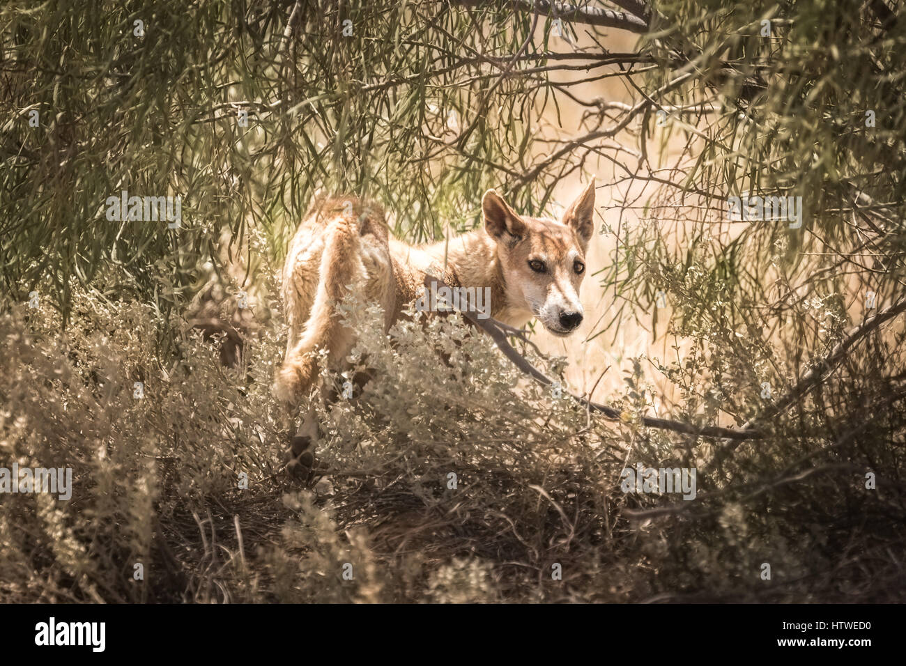 Dingo (Canis Lupus Dingo) Stockfoto