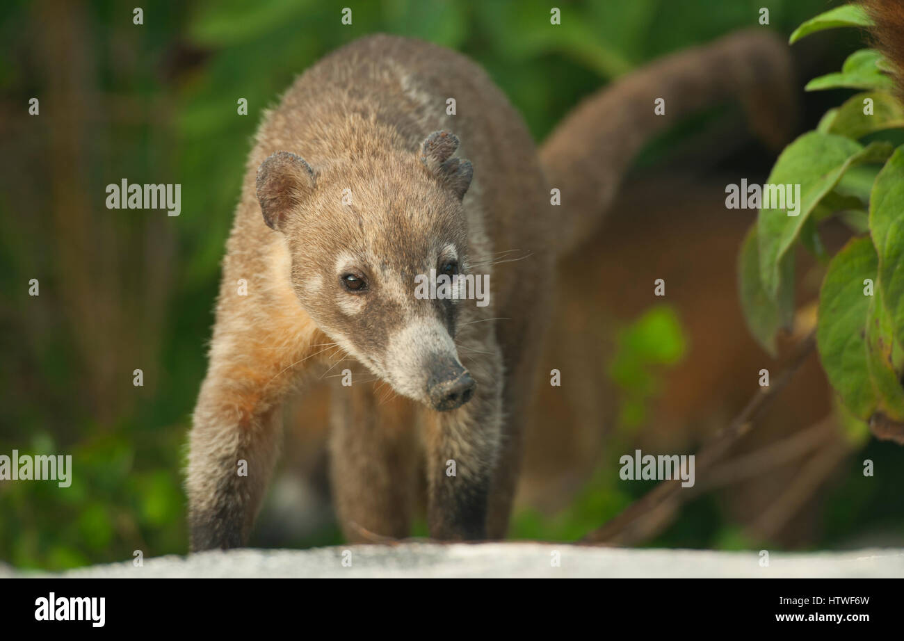 Cozumel Nasenbär (Nasua Nelsoni) endemisch, vom Aussterben bedroht, die Insel Cozumel, Mexiko Stockfoto