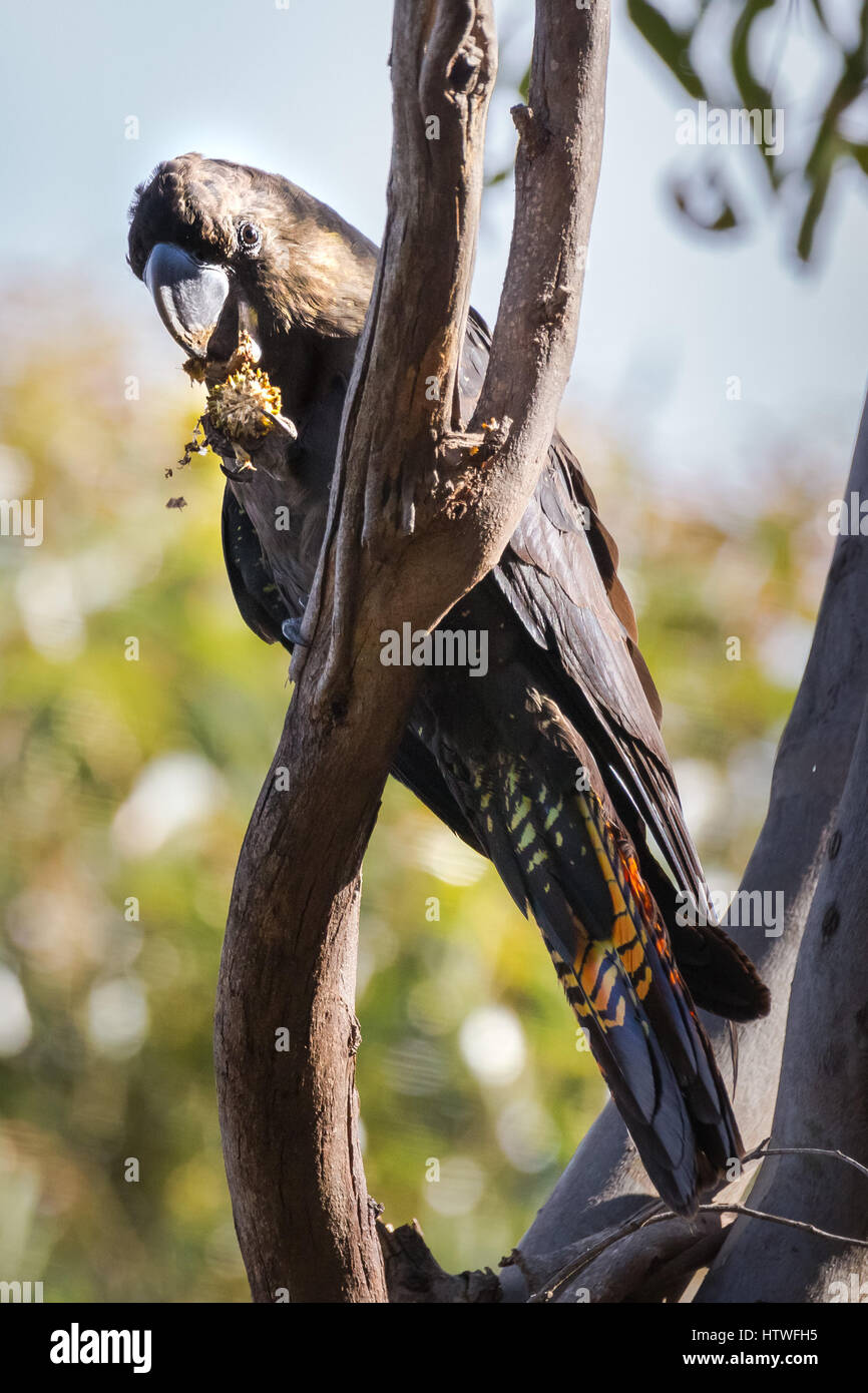 Glossy Black Cockatoo (Calyptorhynchus Lathami) - Kangaroo Island, South Australia Stockfoto