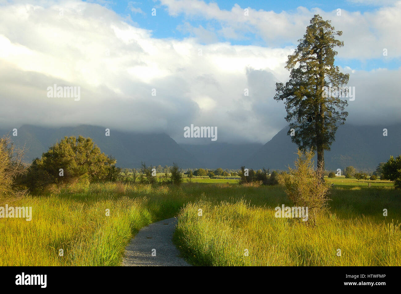Eine alleinige Kiefer entlang dem Fußweg am Lake Matheson im jeweiligen Gletscher auf der Südinsel Neuseelands Stockfoto