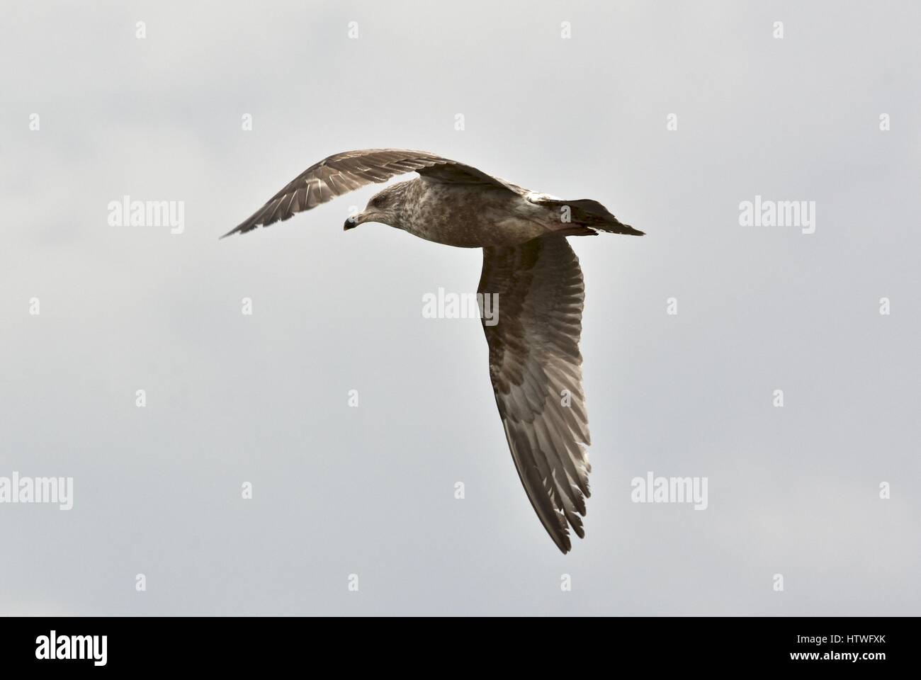 Annapolis, MD, USA - 14. März 2017: A Möwen (Laridae) fliegen über der Bucht am Sandy Point State Park. Stockfoto