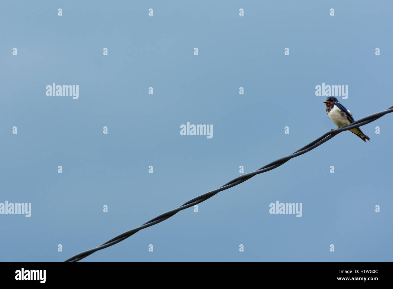 Asiatische Swift Vogel thront allein auf eine Telefon-Draht gegen Bluse Himmel mit Textfreiraum. Stockfoto
