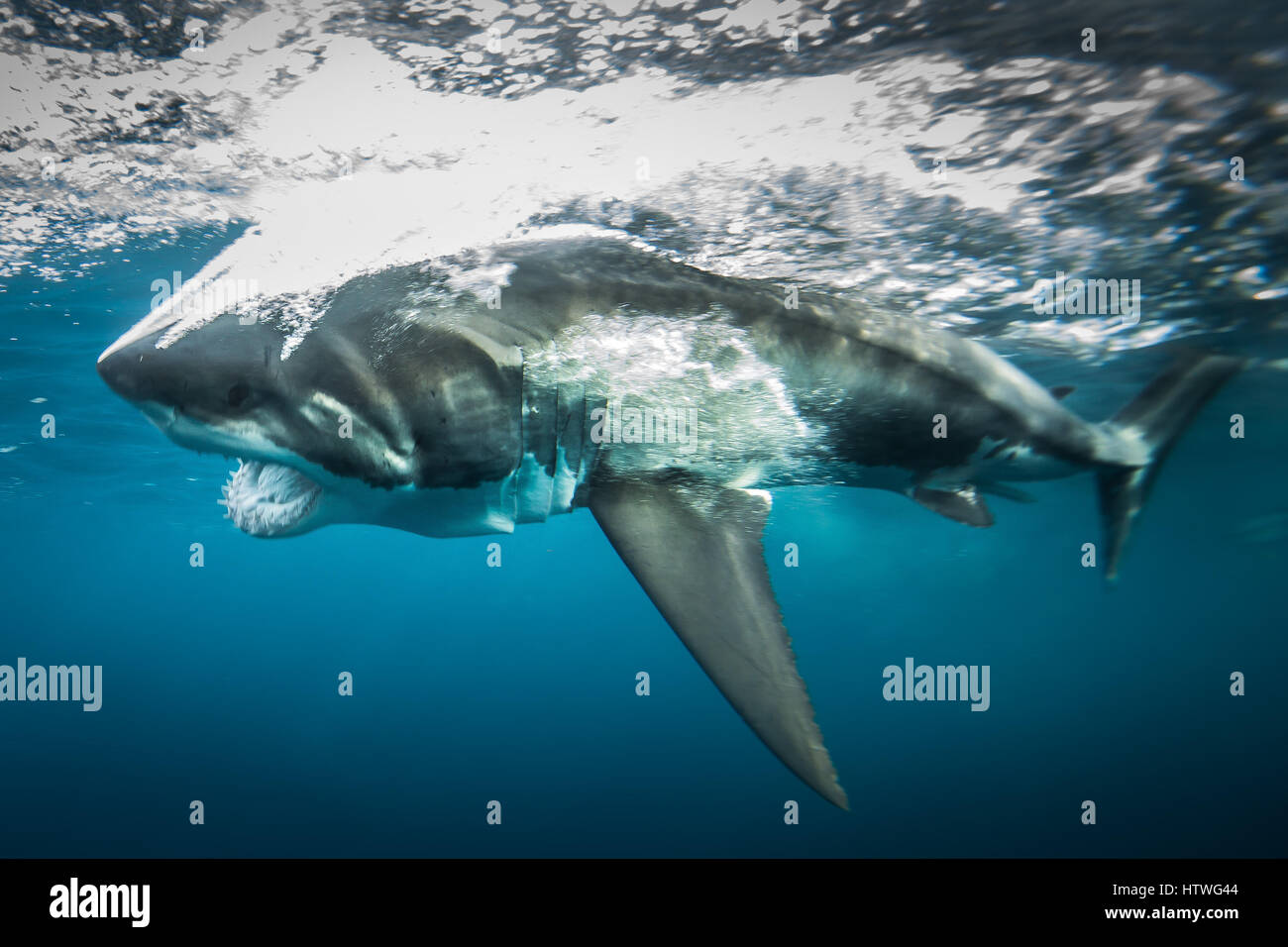 Weißer Hai (Carcharodon Carcharias) Stockfoto