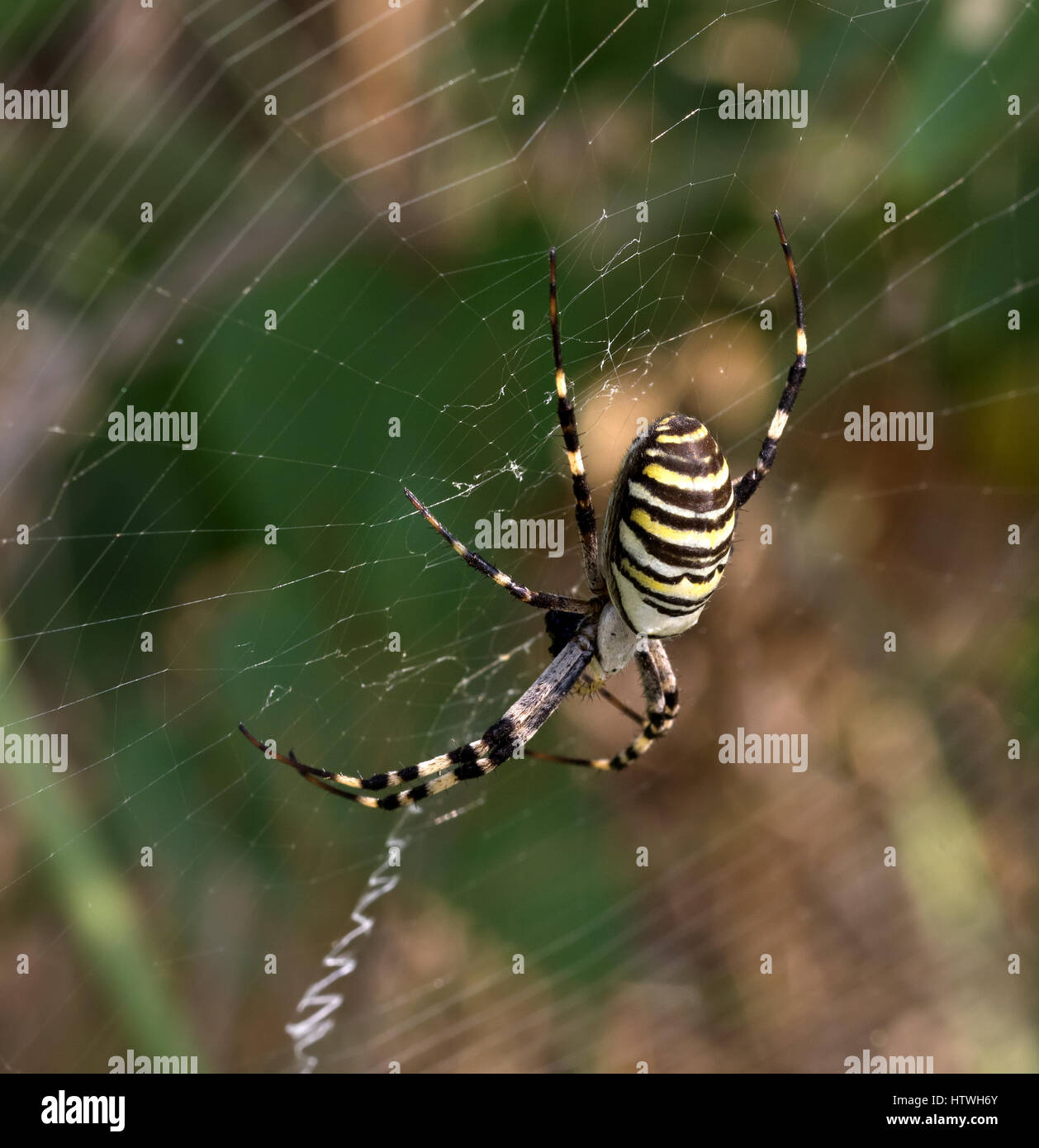 Spinne im Spinnennetz im Sommer. Argiope Bruennichi oder Wespe Spinne. Detailansicht. Stockfoto