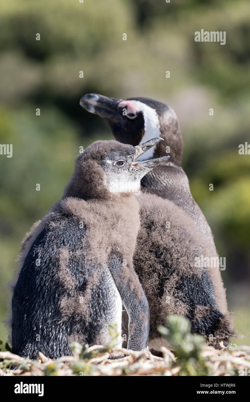 Baby-Pinguin - afrikanische Pinguin Küken und Erwachsenen, Spheniscus Demersus, Boulders Beach, Kapstadt, Südafrika Stockfoto