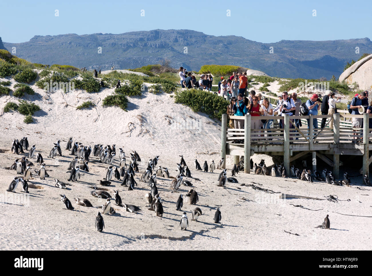 Findlinge am Strand Südafrika - Touristen beobachten die afrikanischen Pinguine, Boulders Beach, Cape Town, Südafrika Stockfoto