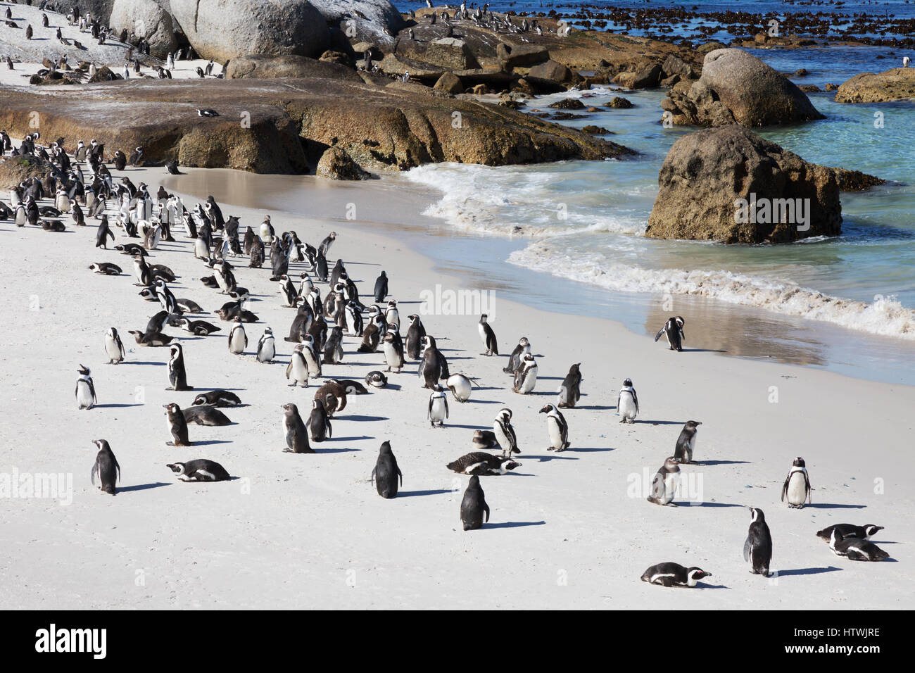 Boulders Beach in Südafrika Pinguine am Strand, Kap-Halbinsel, Western Cape, Südafrika Stockfoto