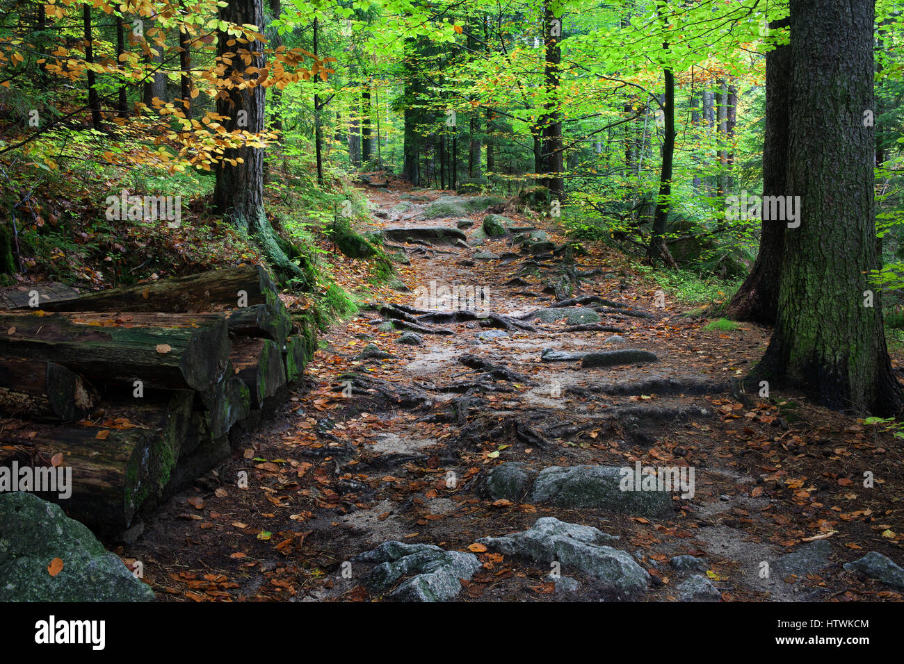 Waldweg im Gebirge, Riesengebirge Nationalpark, Sudeten, Polen, Europa Stockfoto