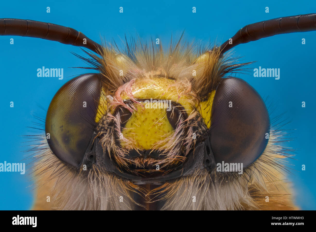 Extreme Vergrößerung - Honey Bee, Vorderansicht Stockfoto