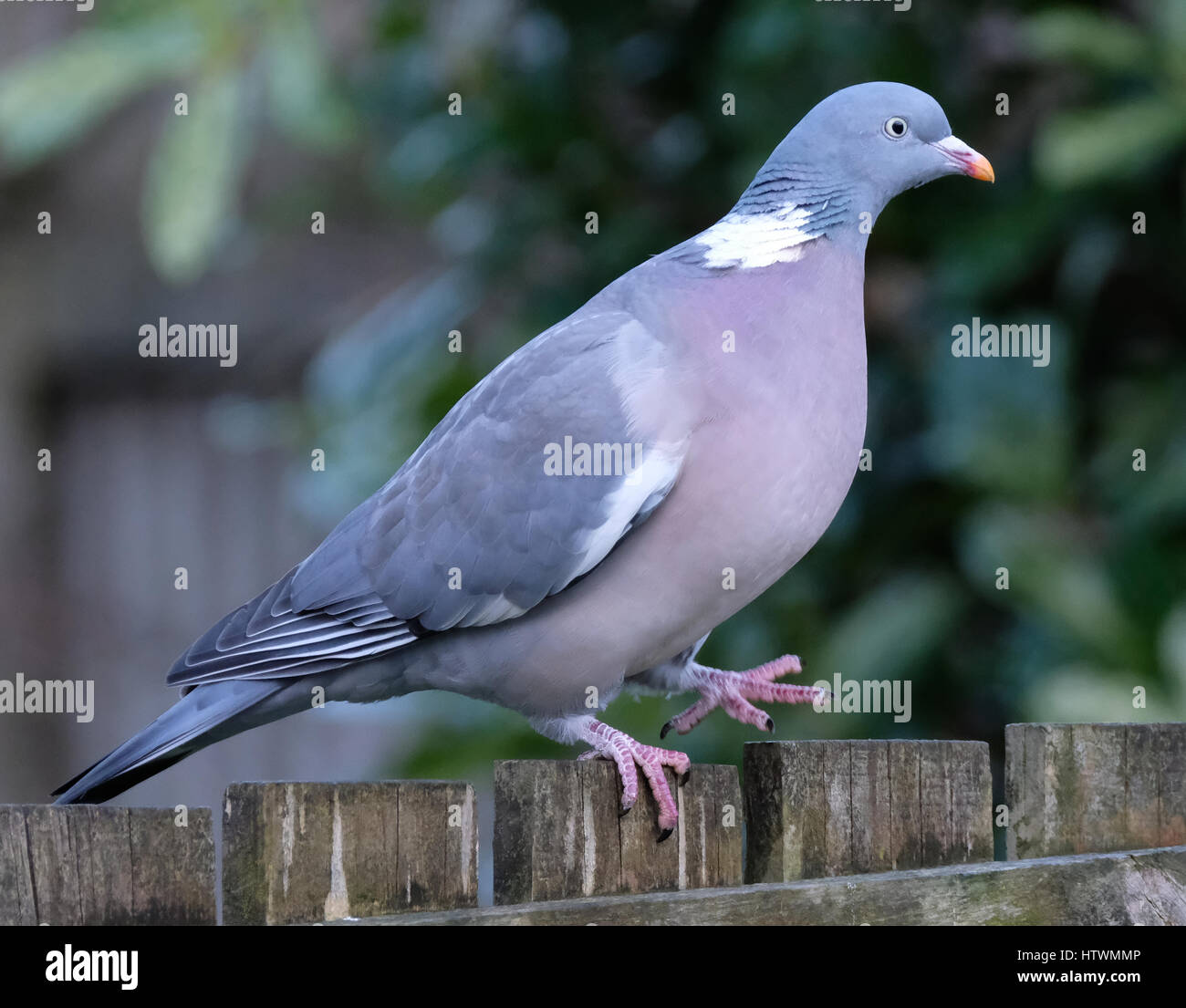 Eine Ringeltaube sitzt auf einem Gartenzaun im zeitigen Frühjahr, Schottland Stockfoto