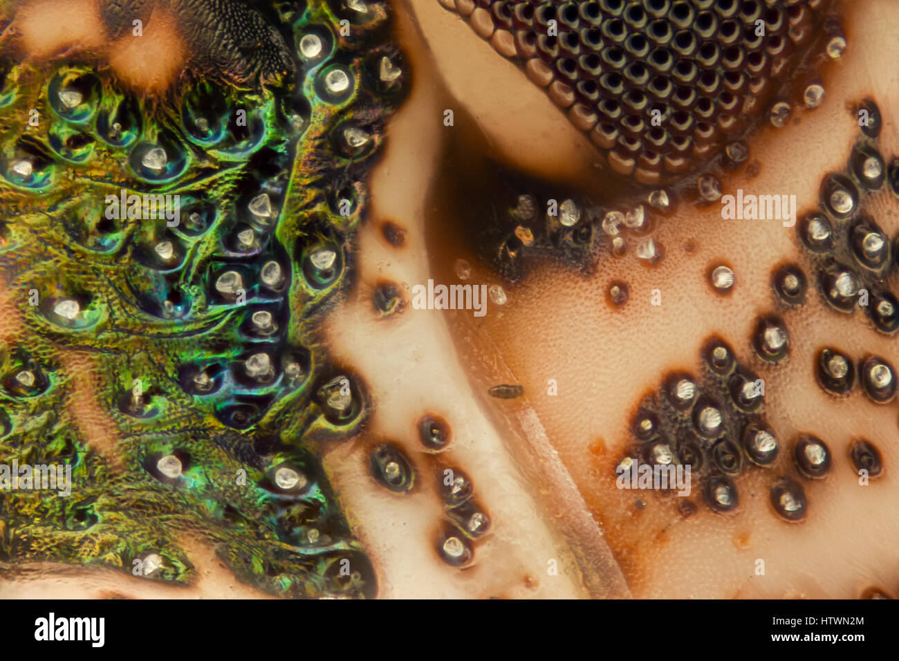 Extreme Vergrößerung - Brown Marmorated stinken Bug (Halyomorpha Halys) details Stockfoto