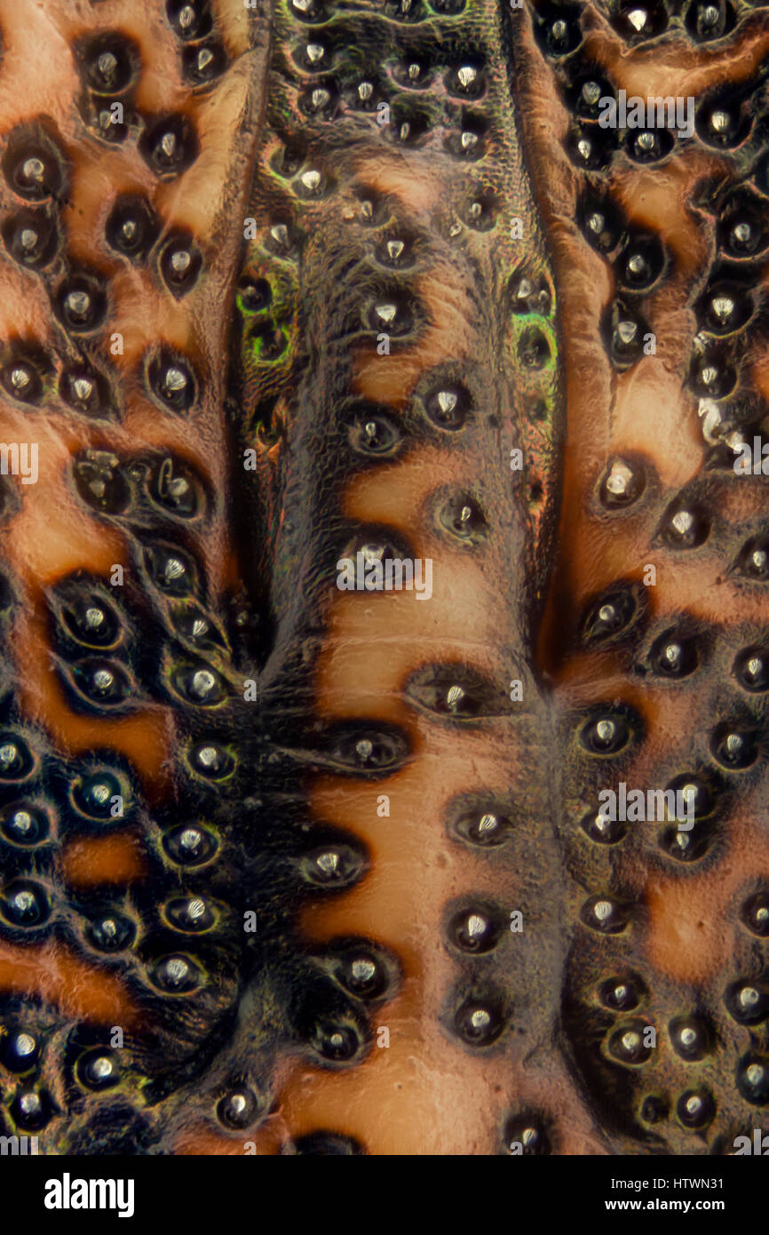 Extreme Vergrößerung - Brown Marmorated stinken Bug (Halyomorpha Halys) details Stockfoto