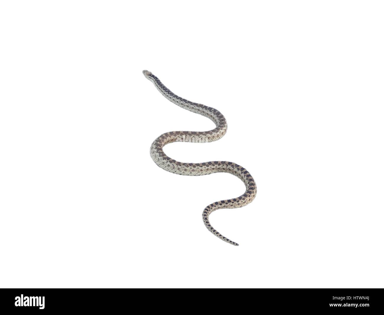 isolierte Schlange auf weißem Hintergrund Stockfoto