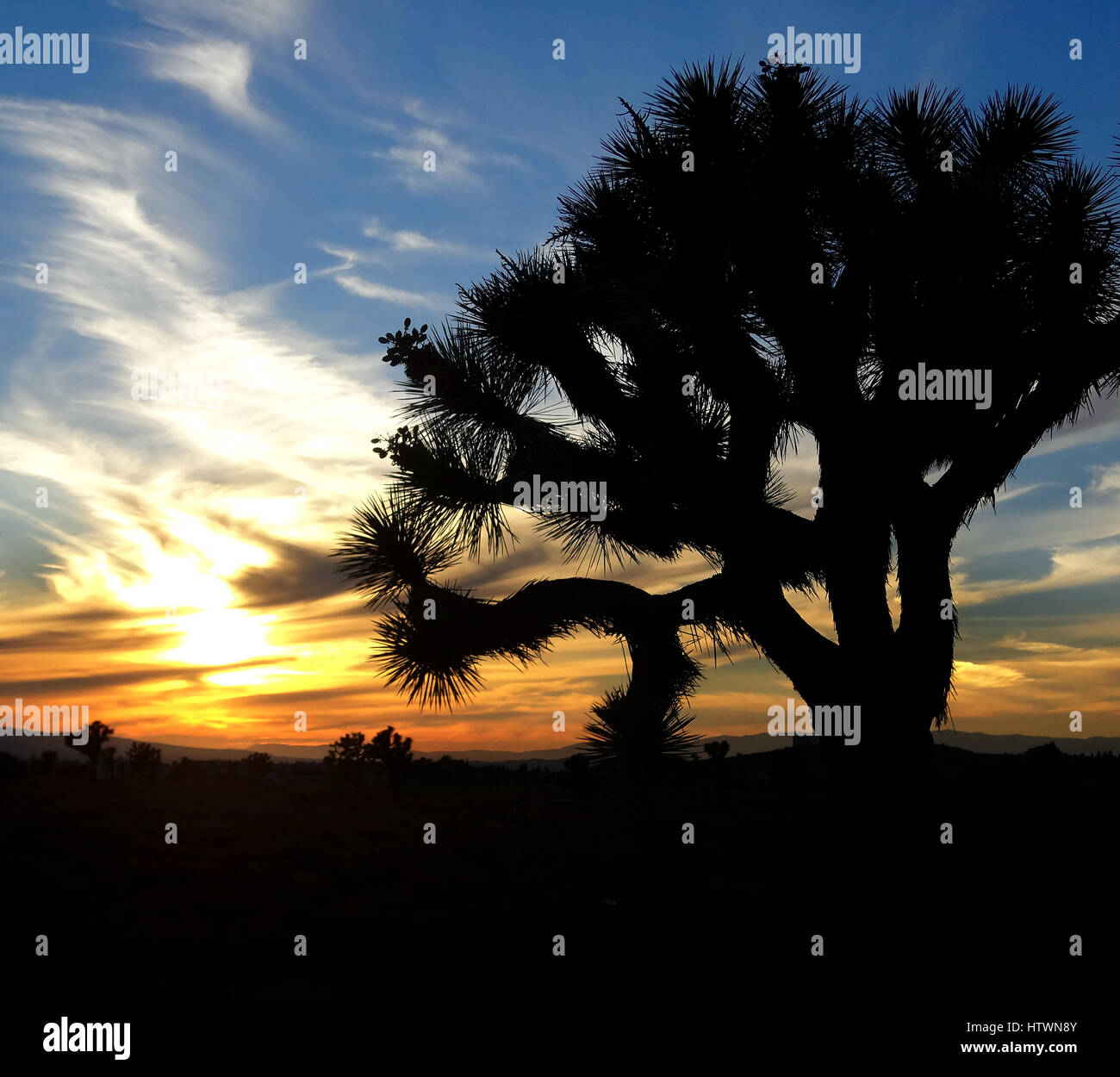 Sonnenuntergang und Joshua tree Stockfoto
