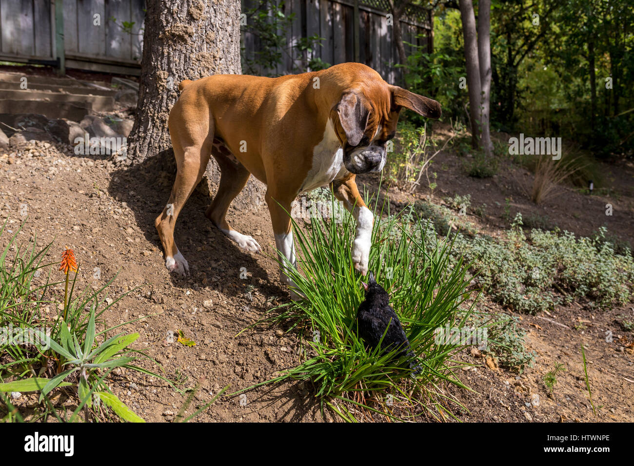 Amerikanische Krähe, junge Krähe, verletzten Vogel, Vogel gefallenen vom Nest, neugierig, deutscher Boxer, Novato, Marin County, Kalifornien Stockfoto