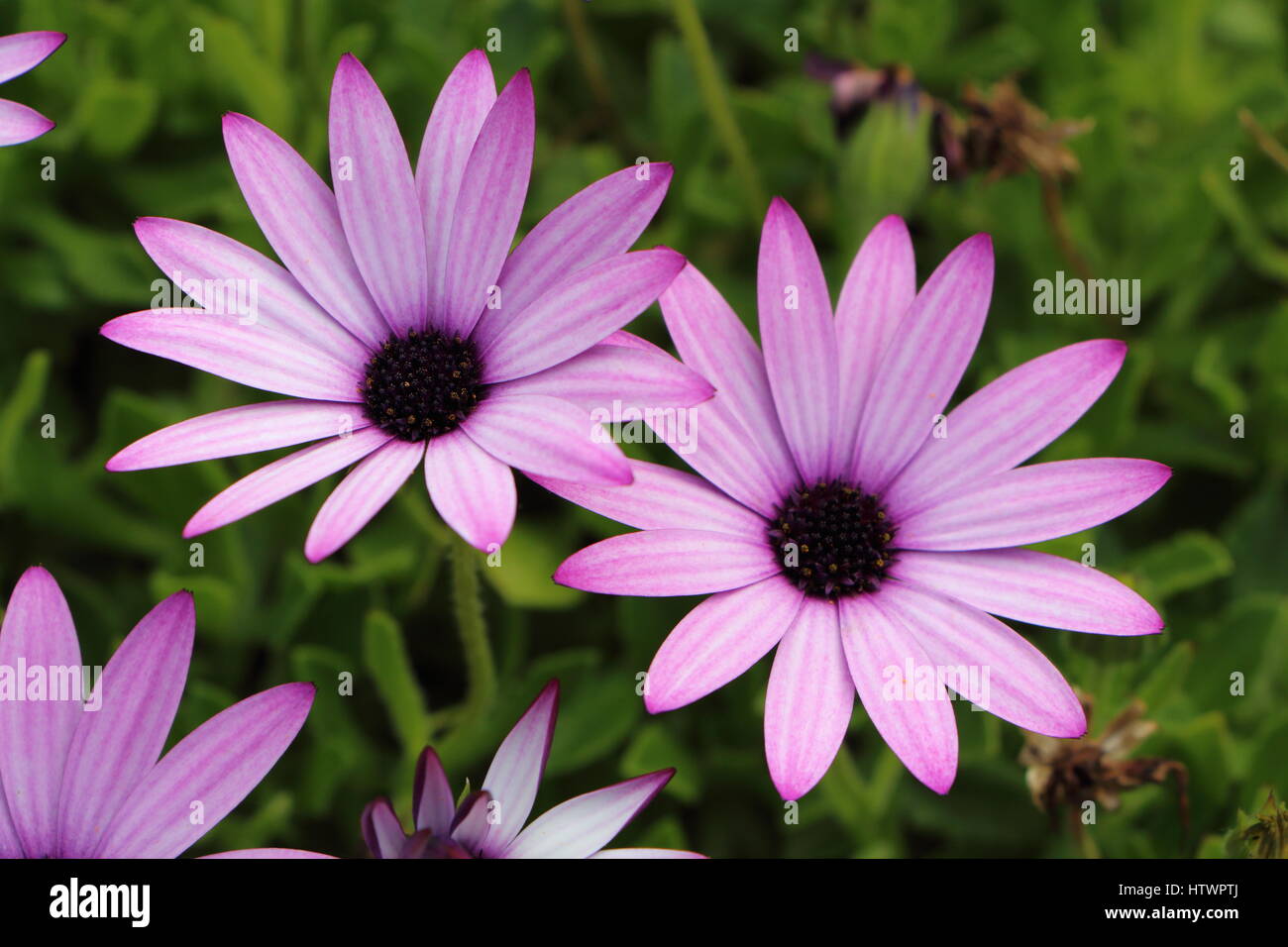 Lila Osteospermum Blumen in einem Garten Stockfoto