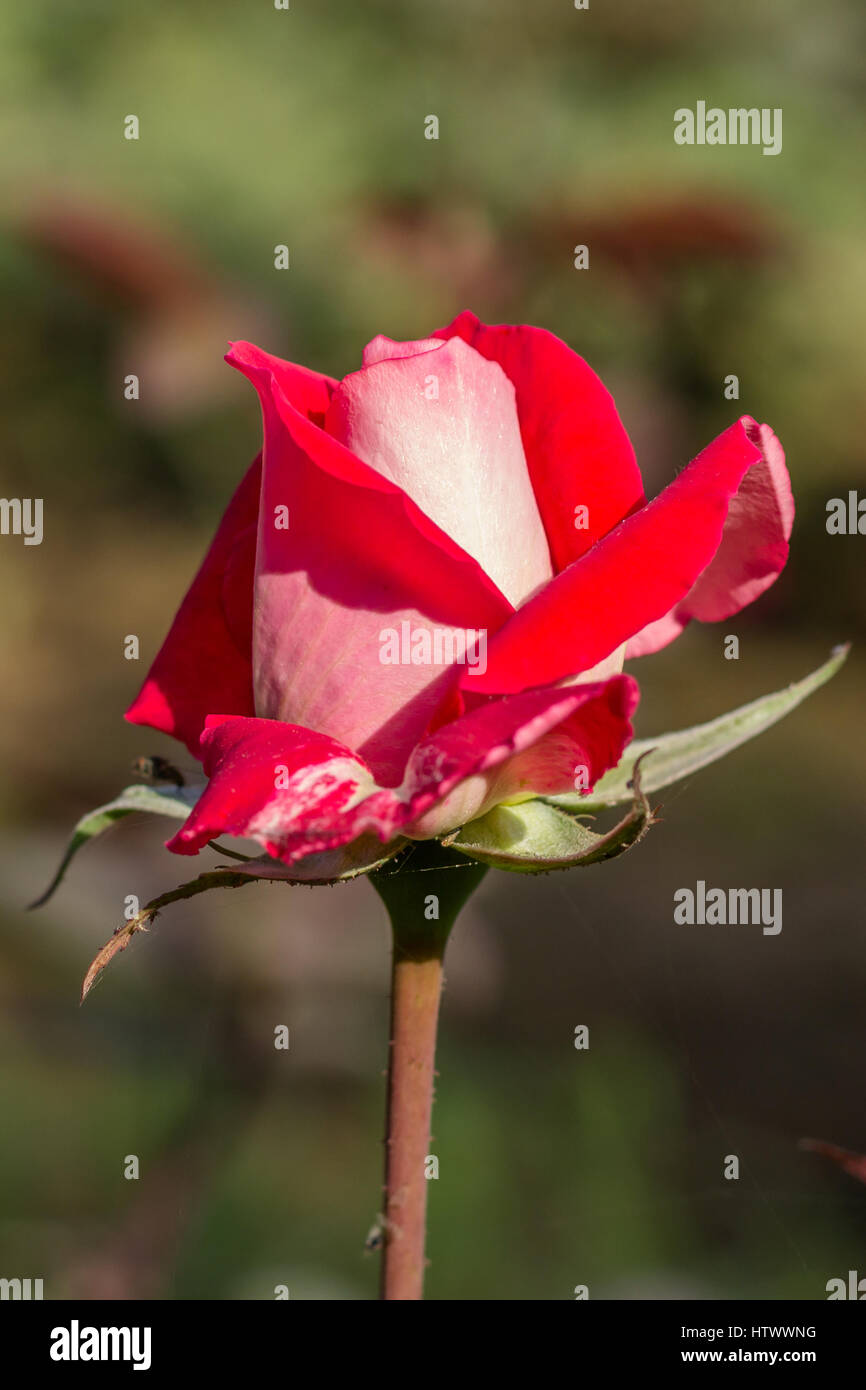 Am frühen Morgen schöne Blume Rosengarten, Tau auf Rosen mit tollen Farben  und Verity mit schließt umsehen, fünfzig der Wahrheit der Rosen in diesem  gard Stockfotografie - Alamy