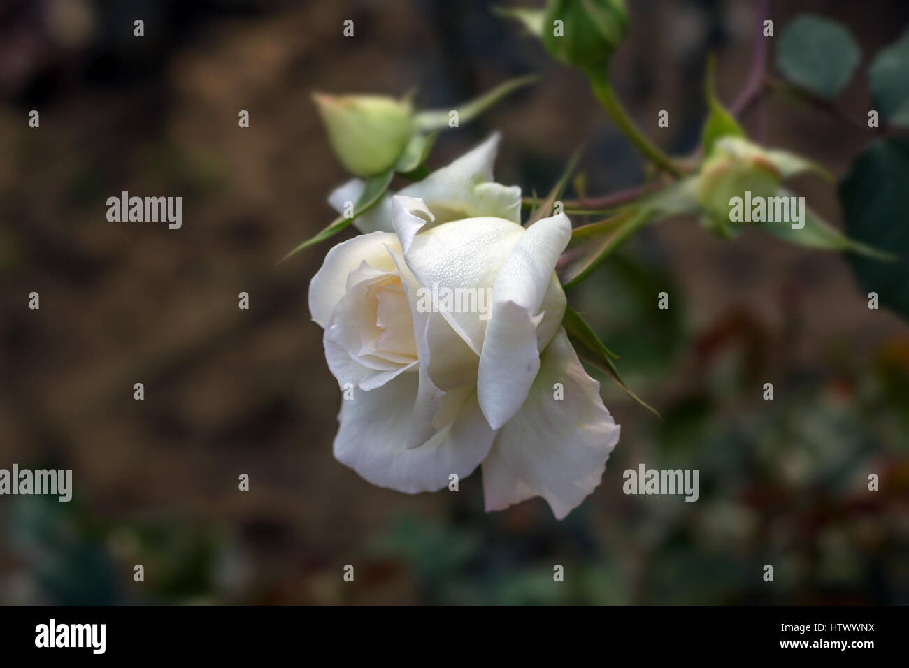 Am frühen Morgen schöne Blume Rosengarten, Tau auf Rosen mit tollen Farben und Verity mit schließt umsehen, fünfzig der Wahrheit der Rosen in diesem gard Stockfoto