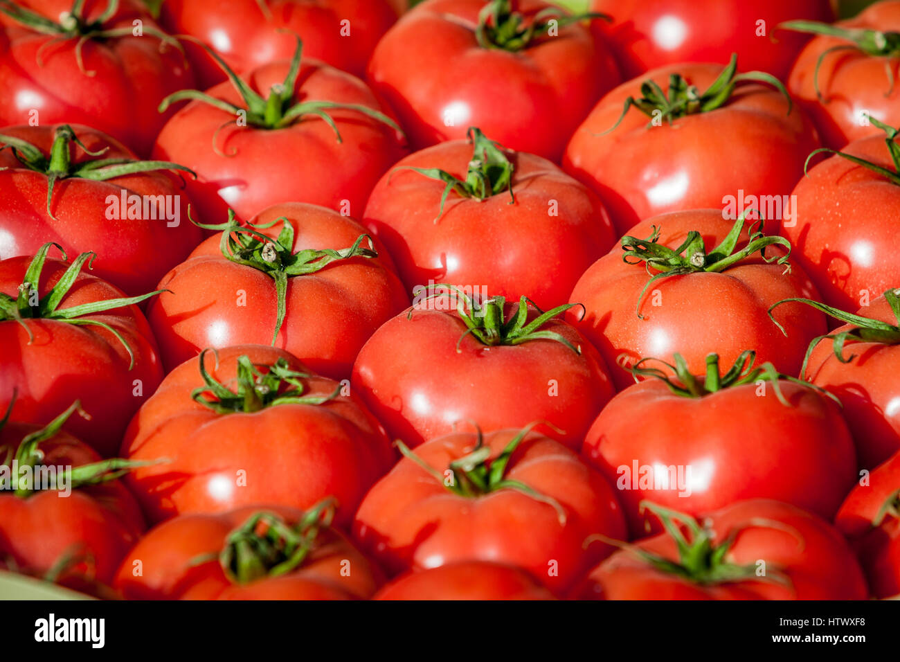 frische Tomaten. Tomaten-Hintergrund. Gruppe von Tomaten Stockfoto