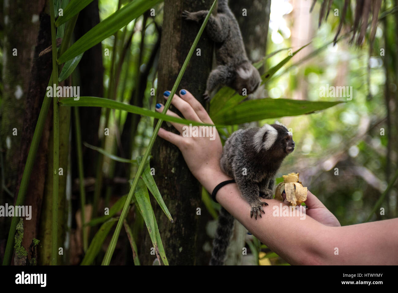 Touristen, die Makaken mit Bananen füttern. Paraty, Bundesstaat Rio De Janeiro, Brasilien Stockfoto