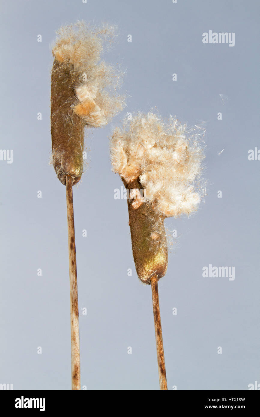 Wind Verbreitung flauschige Samen von breitblättrigen Rohrkolben Stockfoto