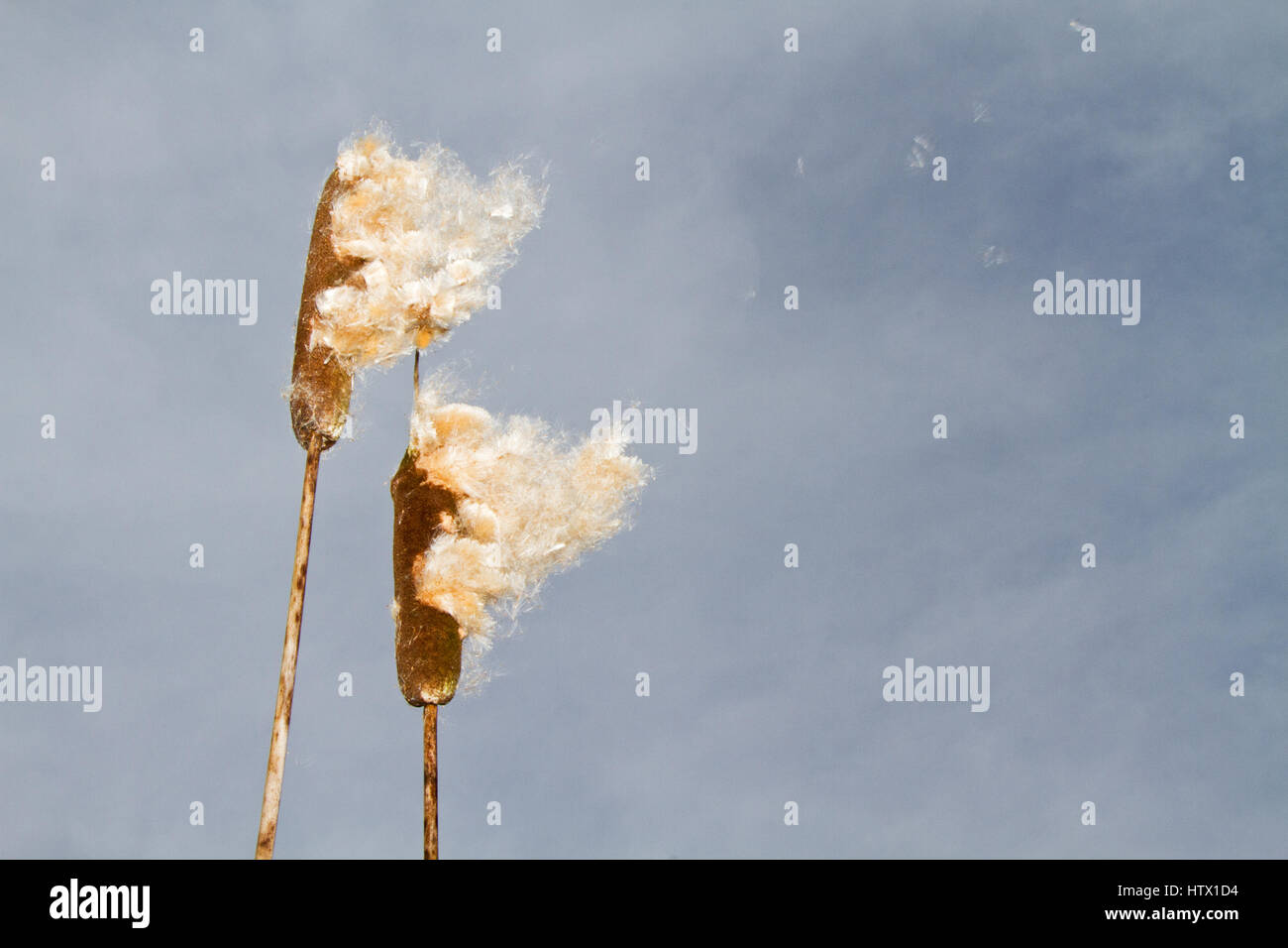 Wind Verbreitung flauschige Samen von breitblättrigen Rohrkolben Stockfoto