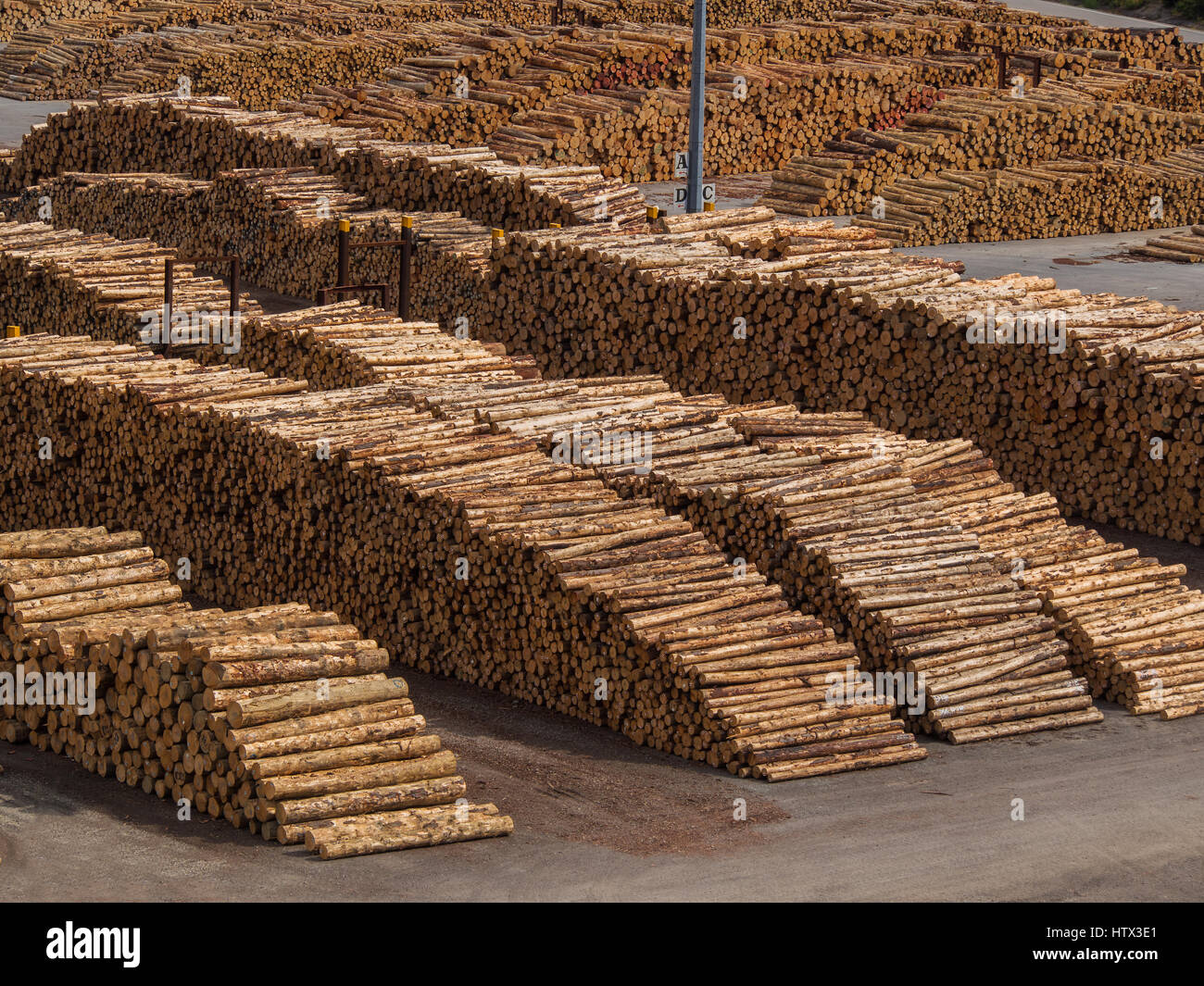 Die Baumstämme in ein holzplatz Stockfoto