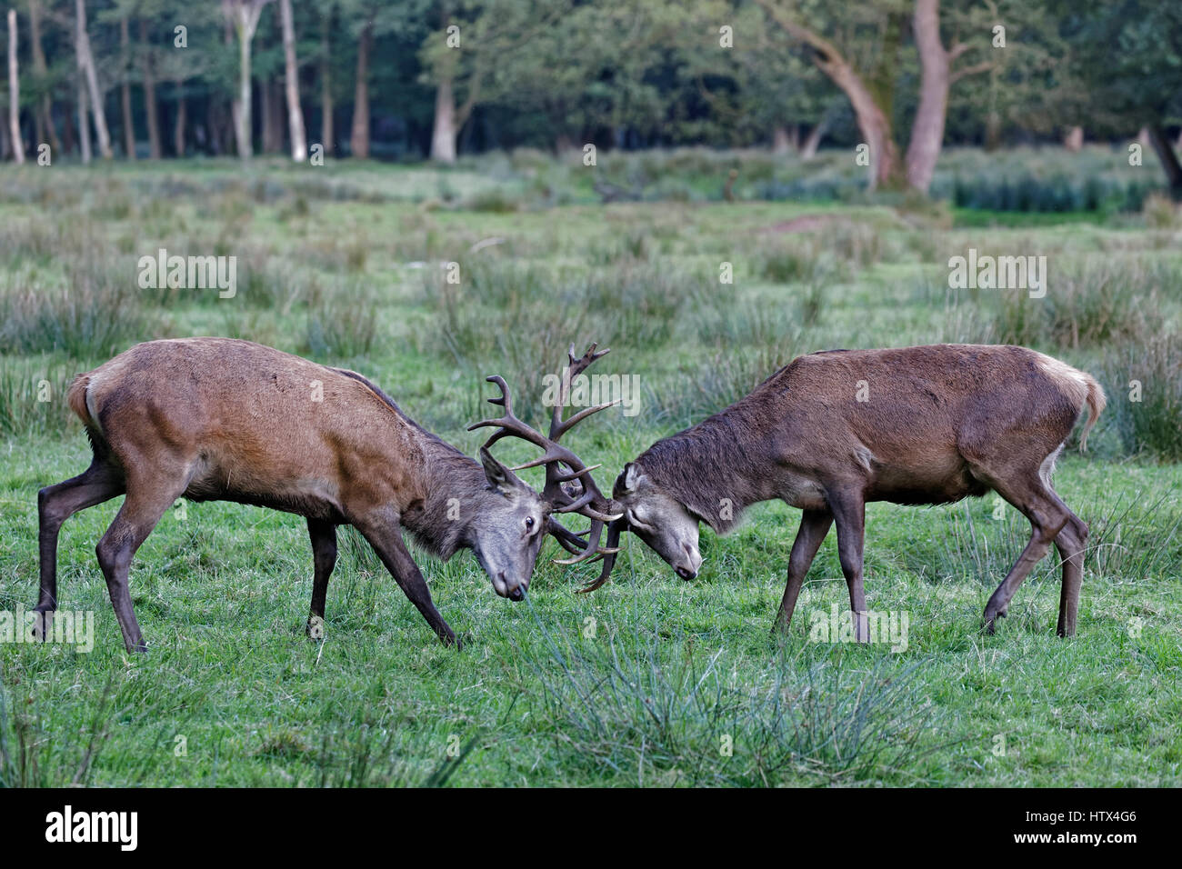 Red Deer (Cervus elaphus), Kämpfen, Schleswig-Holstein, Deutschland Stockfoto