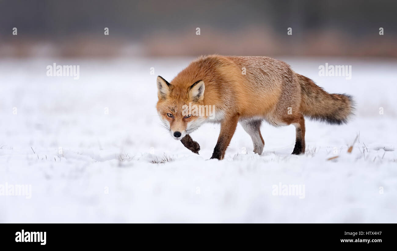 Rotfuchs (Vulpes Vulpes) laufen im Schnee, verschneite Winterlandschaft, Brutzeit, mittlere Elbe-Biosphärenreservat, Sachsen-Anhalt Stockfoto