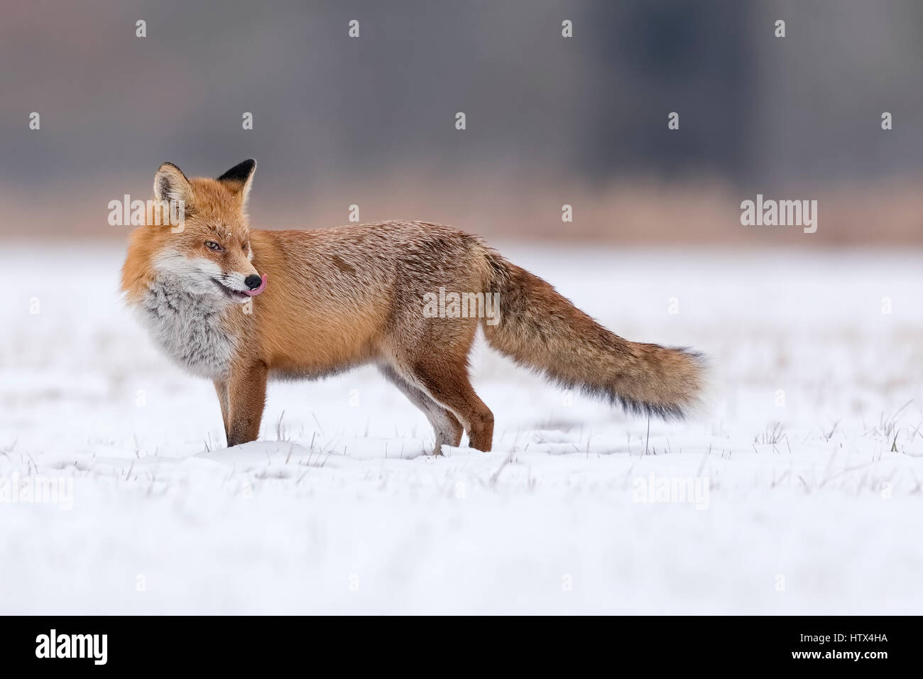 Rotfuchs (Vulpes Vulpes) im Schnee, verschneite Winterlandschaft, Brutzeit, mittlere Elbe-Biosphärenreservat, Sachsen-Anhalt, Deutschland Stockfoto