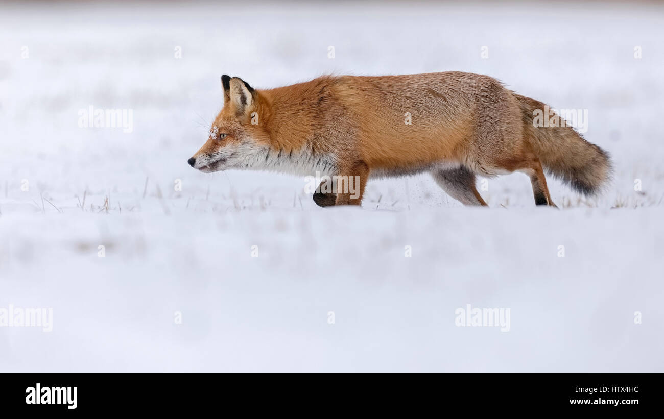 Rotfuchs (Vulpes Vulpes) laufen im Schnee, verschneite Winterlandschaft, Brutzeit, mittlere Elbe-Biosphärenreservat, Sachsen-Anhalt Stockfoto