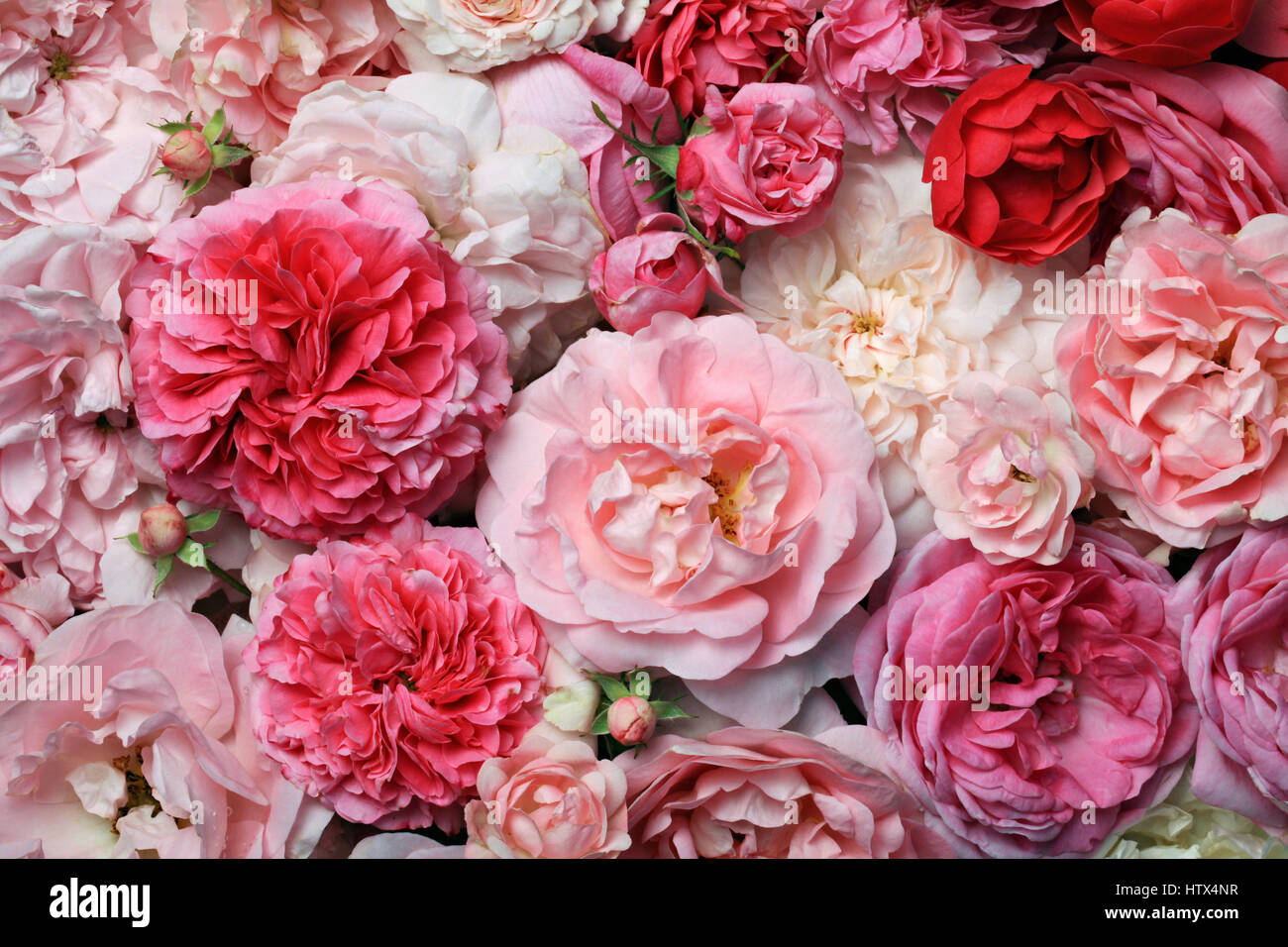 Schöne rosa Englisch und Französisch Frühling Rosen Hintergrund  Stockfotografie - Alamy