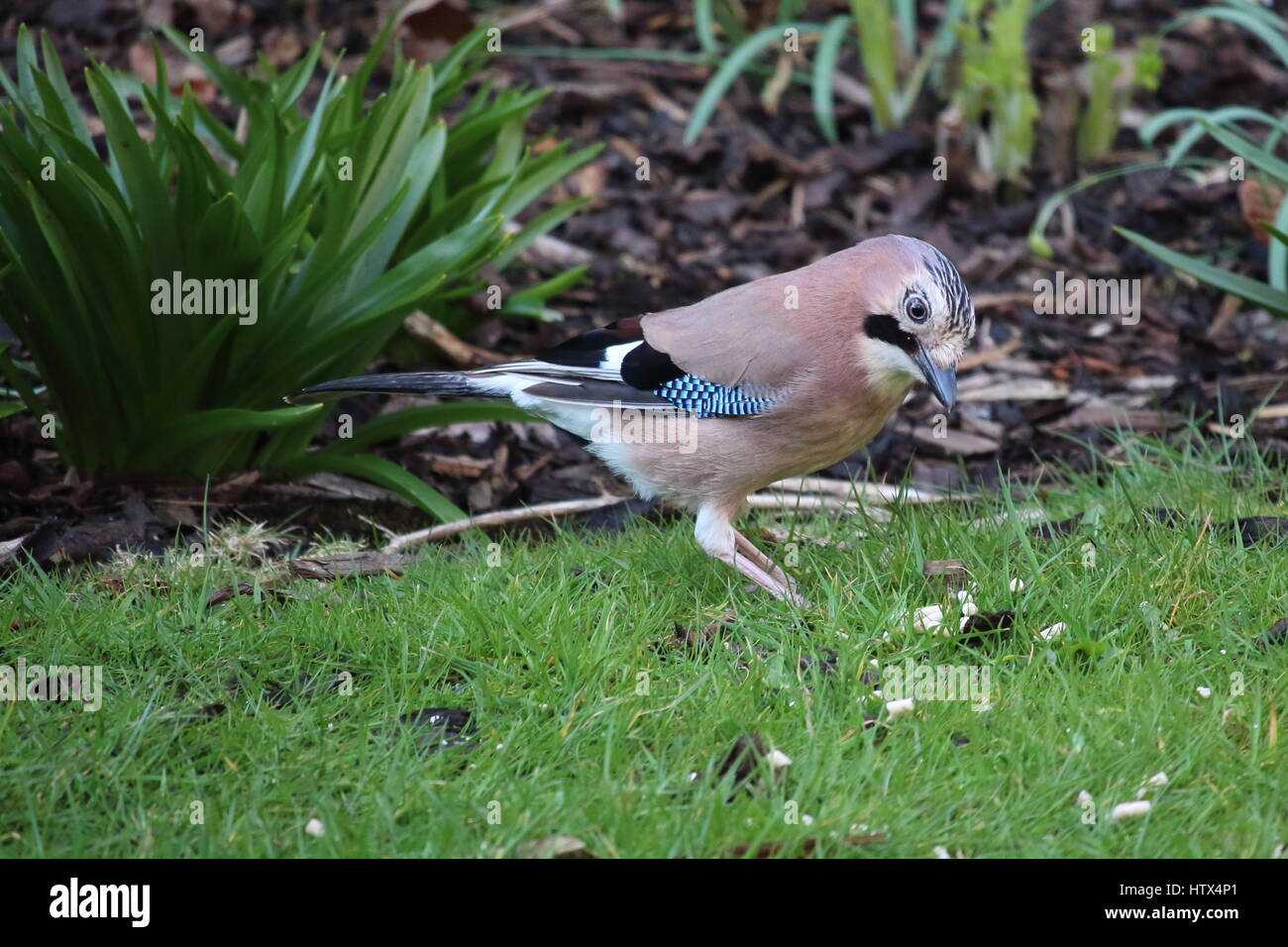Der Eichelhäher Garrulus glandarius, eine seltene Garten Besucher. Großbritannien Stockfoto