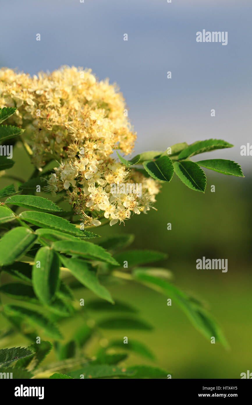 Arten von Sorbus sind bekannt als Mehlbeere, Vogelbeere, Speierling und Eberesche. Stockfoto