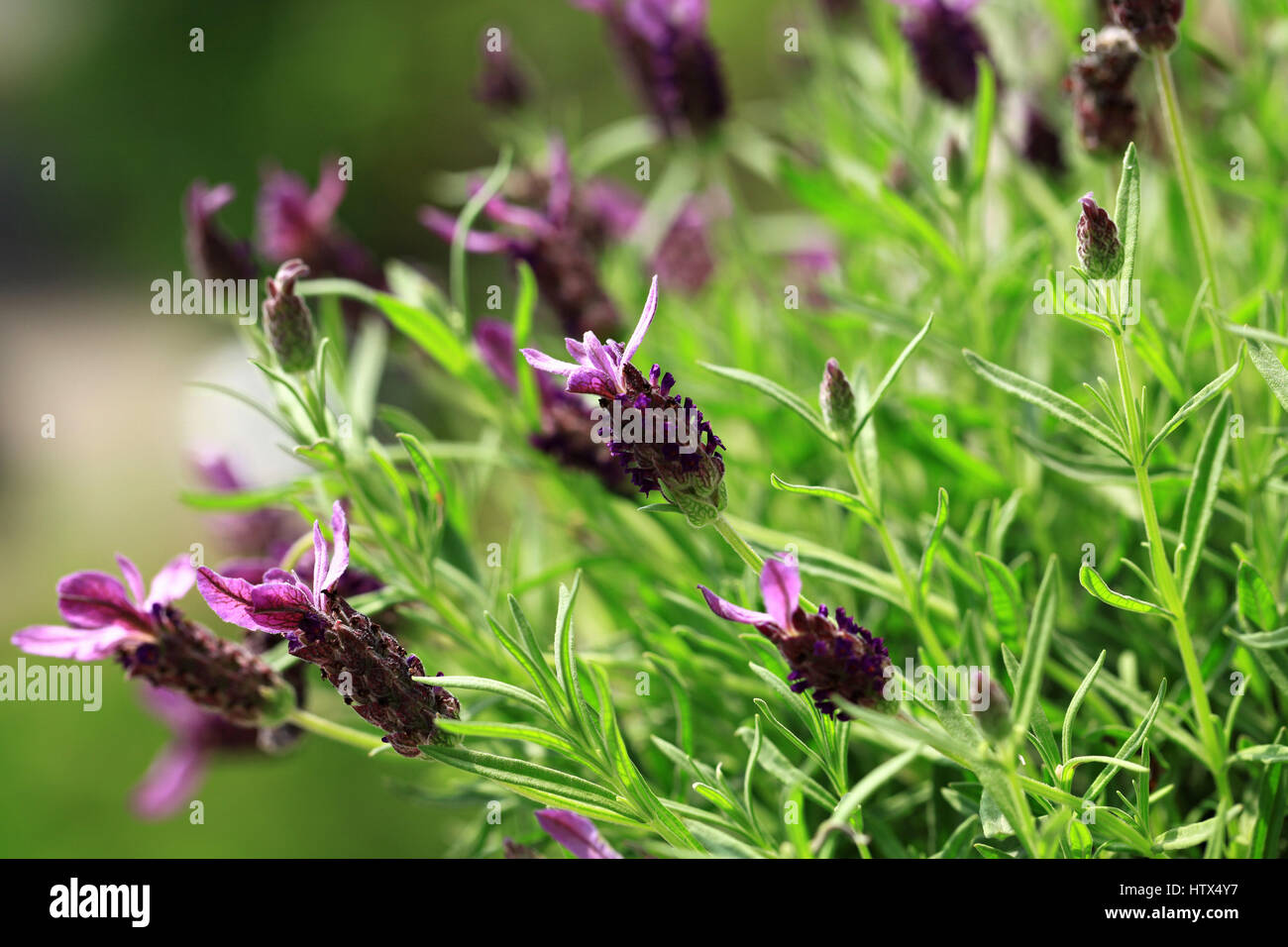 Bild der schönen Lavendel im Sommergarten Stockfoto