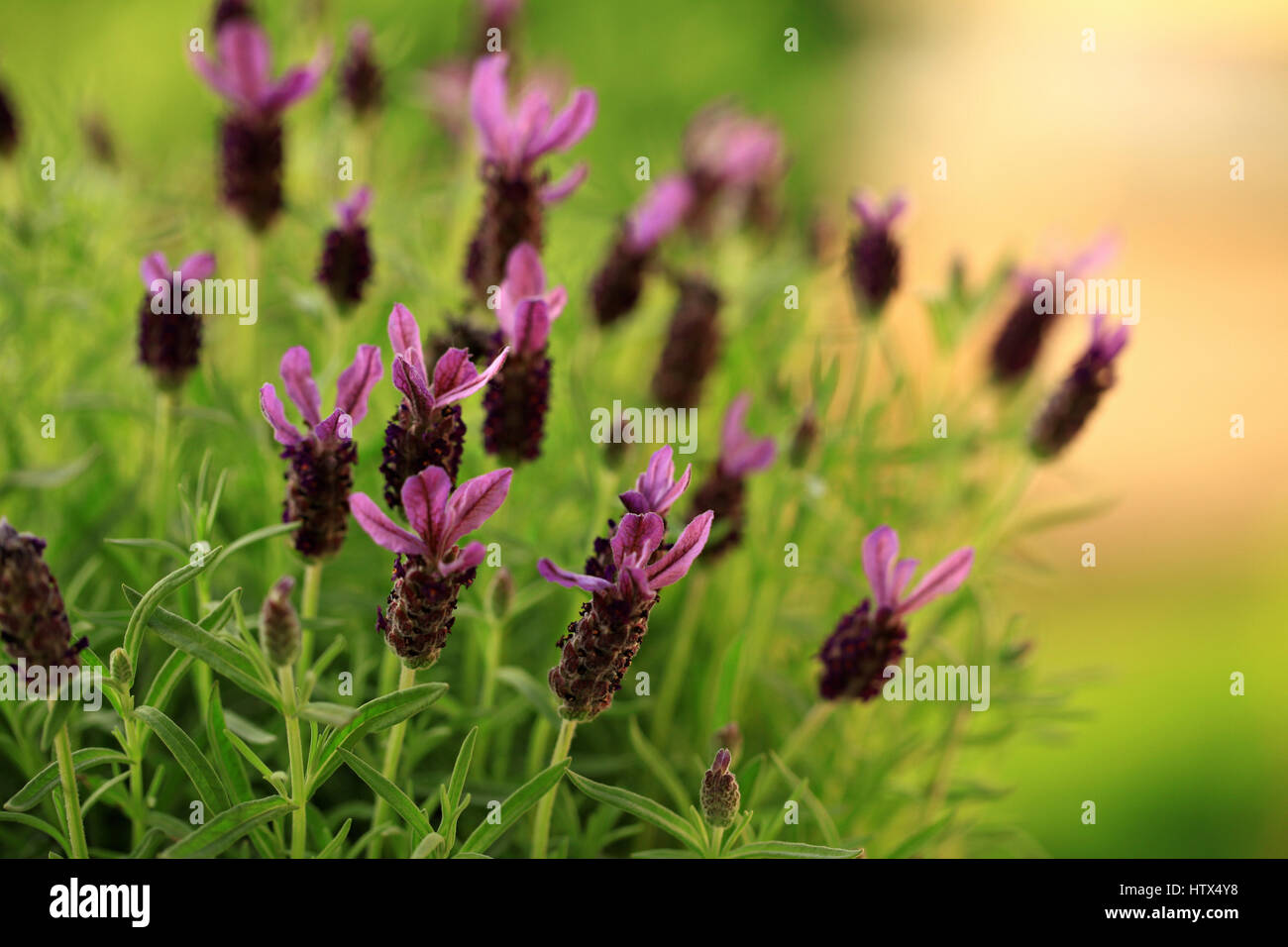 Bild der schönen Lavendel im Sommergarten Stockfoto